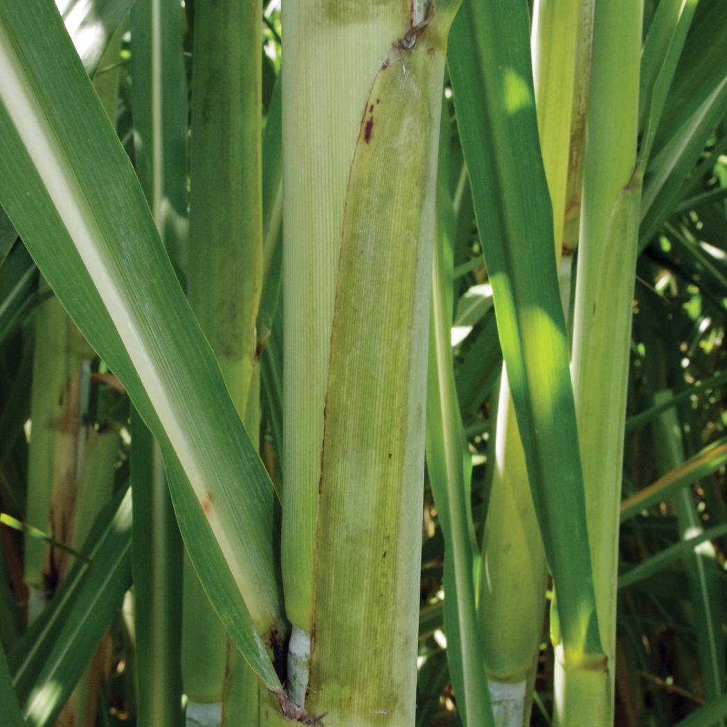  Leaf sheath margin – Green; some with thin purple margins.